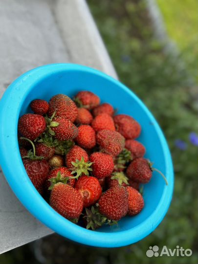 Клубника свежая