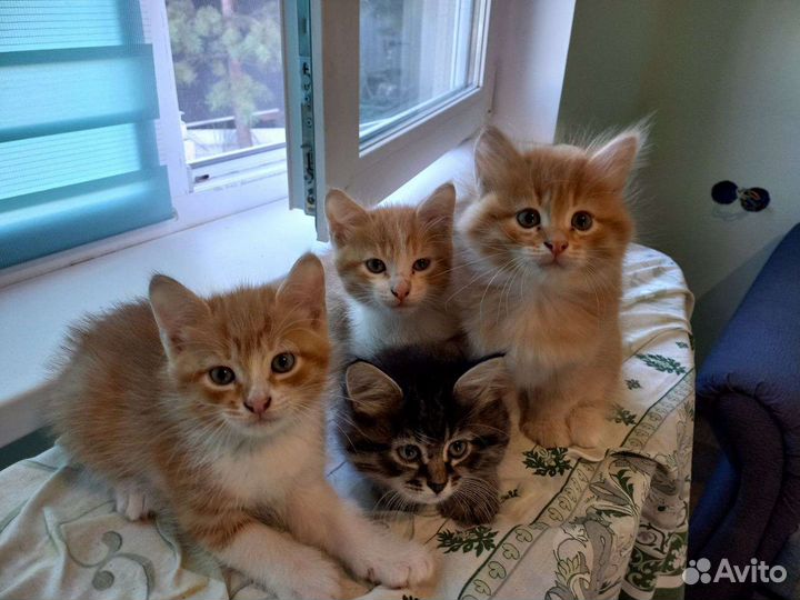 Домашние животные бесплатно кошки