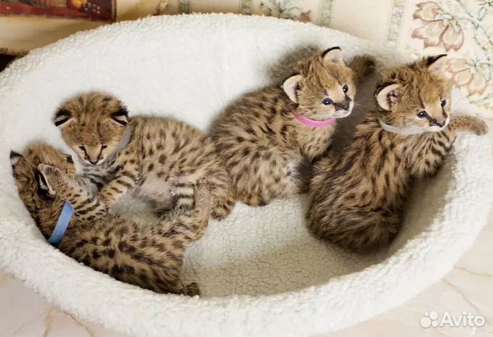 Котята Саваннаф1