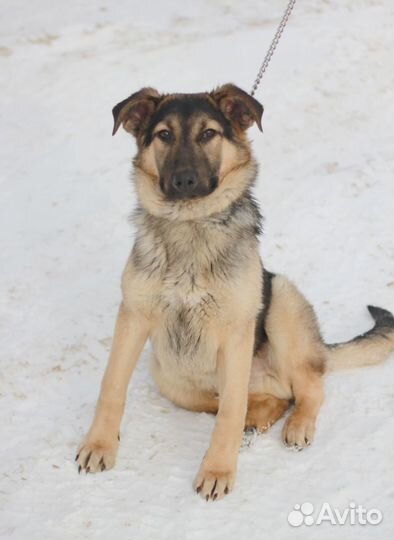 Дружок ищет дом