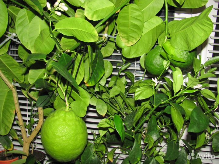 Комнатные лимоны