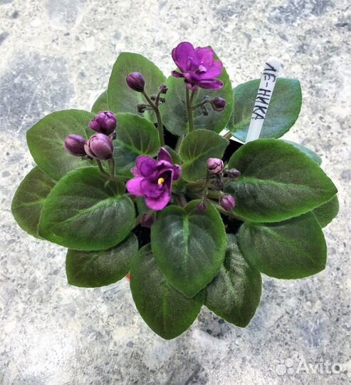 Цветущие фиалки мини и полумини