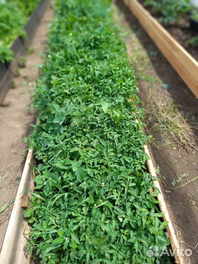 Рассада помидор