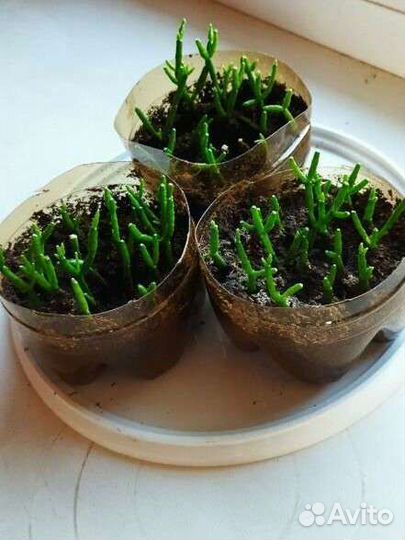 Кротон и др