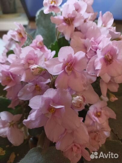 Комнатные цветы, Фиалка