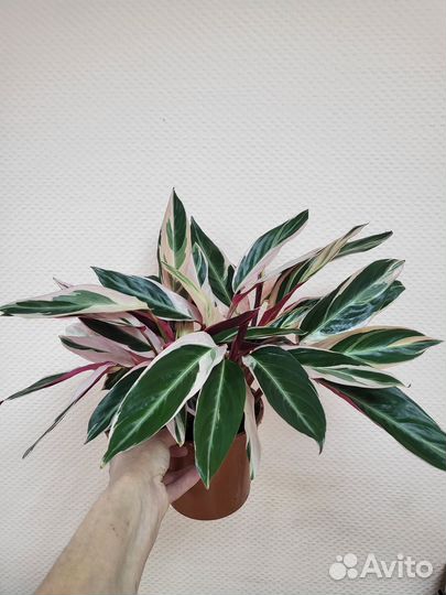 Домашние цветущие растения