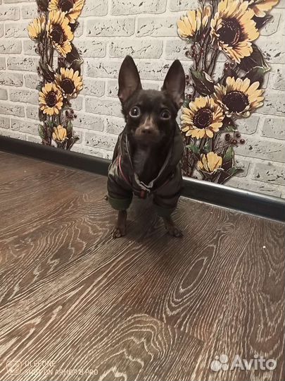 Вязка Той-теръер мини мальчик