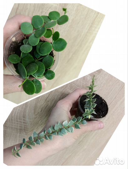 Суккуленты, часть 2