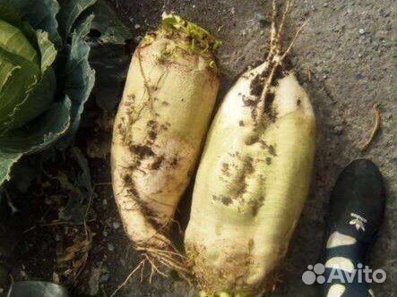 Семена кормовой свеклы Лада