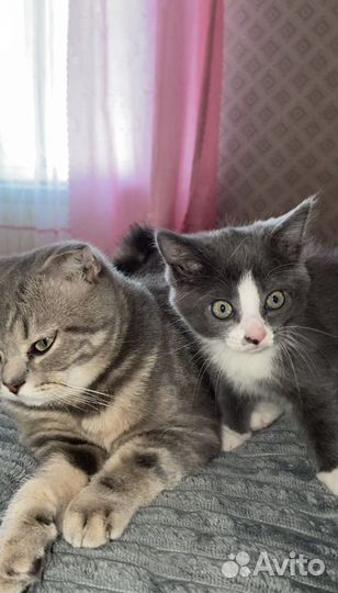 Котёнок
