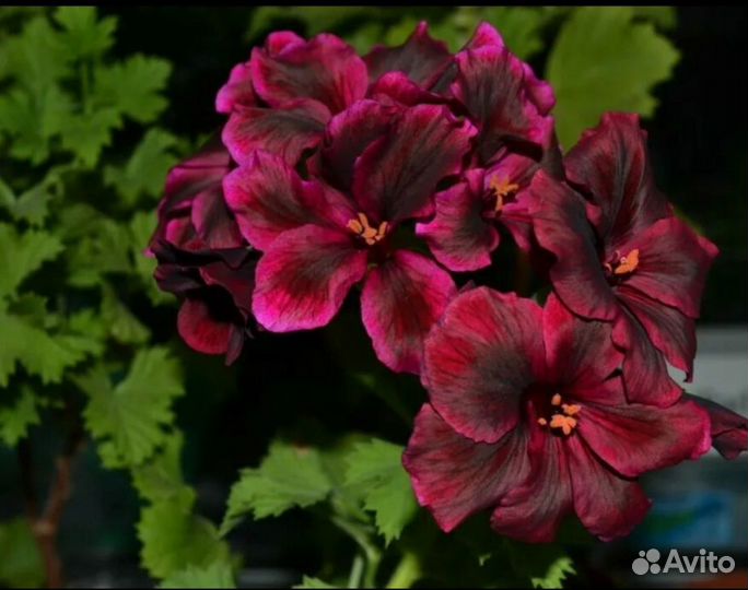 Королевская пеларгония