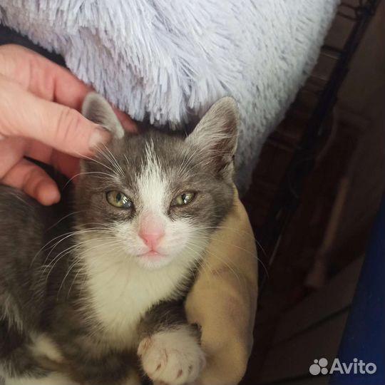 Кошачье ассорти