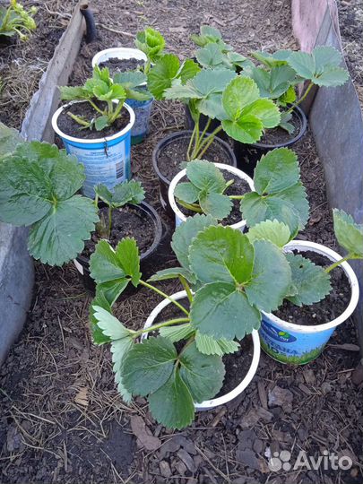 Клубника ремонтантная