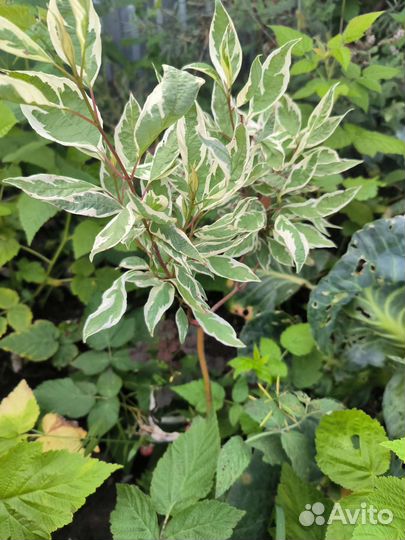 Дерен белый