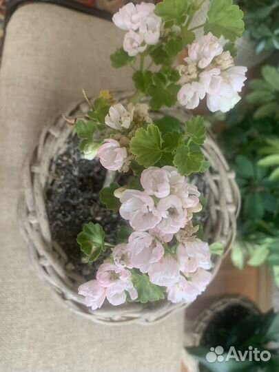 Пеларгония герань