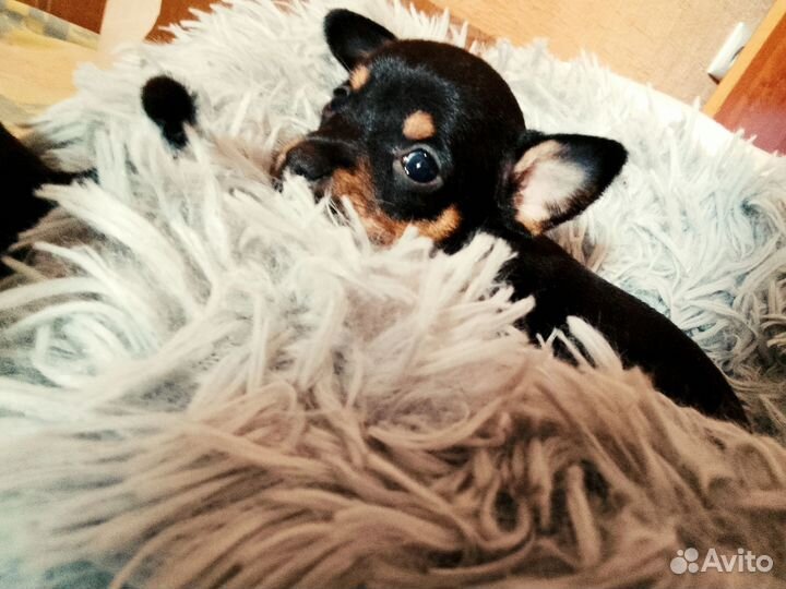 Той-терьер щенки