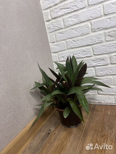 Традисканция комнатные цветы