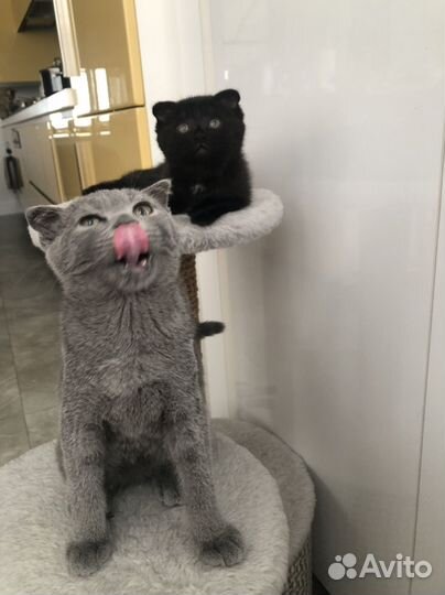 Котята