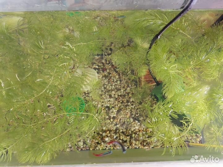 Роголистник