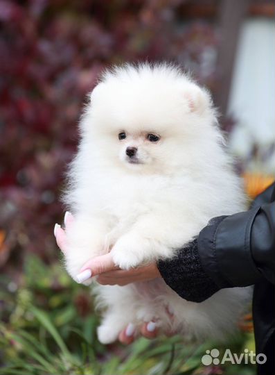 Щенок шпиц мини