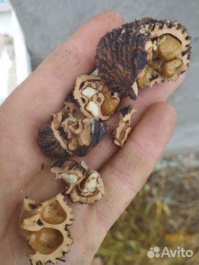 Чёрный орех на развес