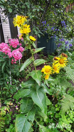 Девясил, самшит, чистец византийский