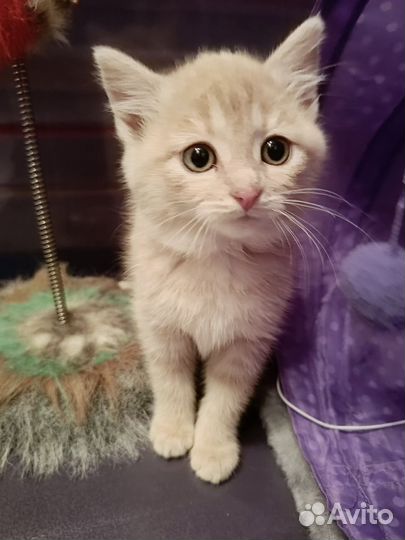 Персик. Ищем дом