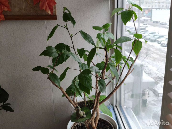 Гибискус китайская роза