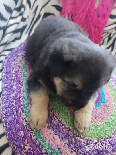 Щенок (пёс) в добрые руки бесплатно (дворняжка)