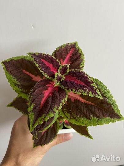 Комнатные цветы. Колеусы