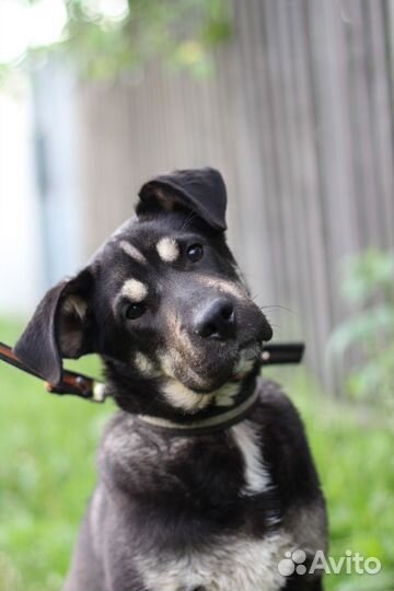 Красавец в добрые руки