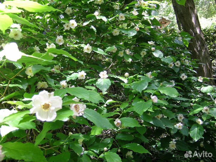 Каликант китайский, декоративный кустарник, семена