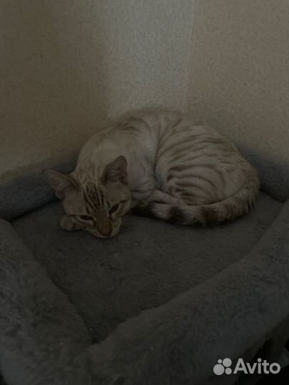 Бенгальский кот