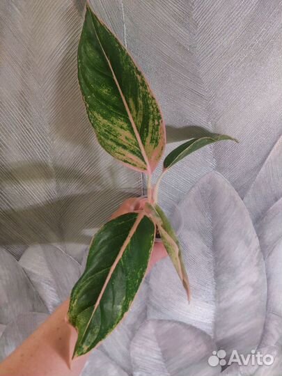 Аглаонема пинк aurora