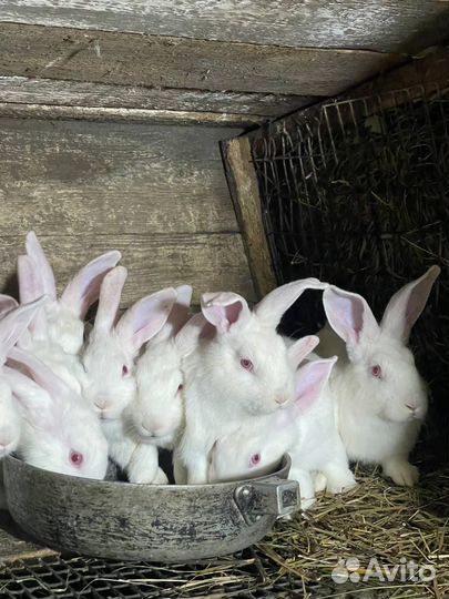 Кролики Белый Паннон