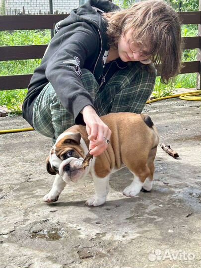 Девочка шоу класса. Соболь с голубым геном