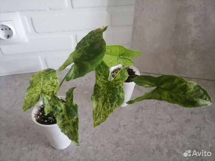 Сингониумы