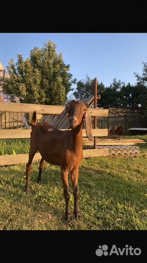 Англо нубийские козы и козлик
