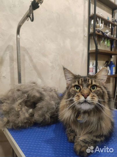 Стрижка кошек (груминг)