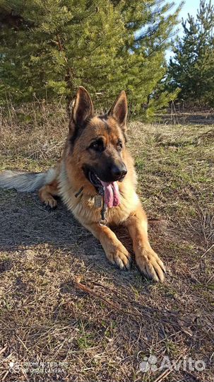 Вязка собак