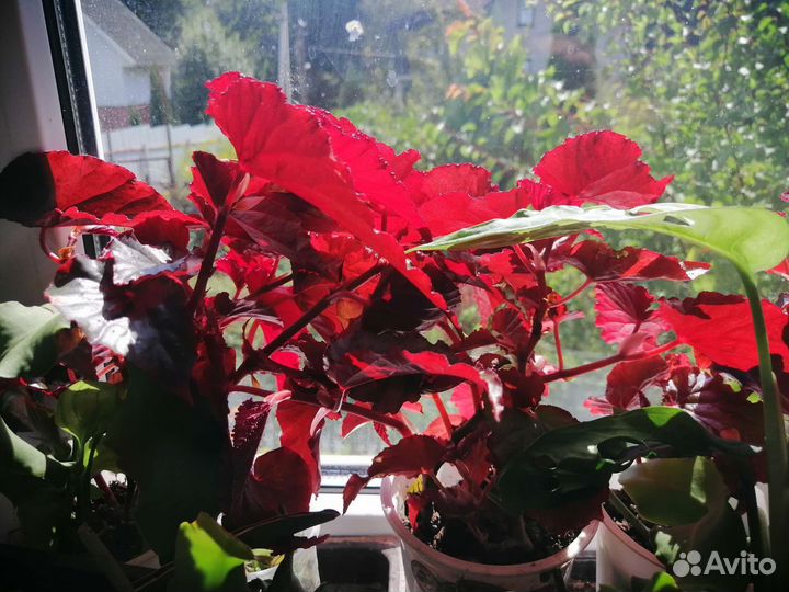 Комнатные растения