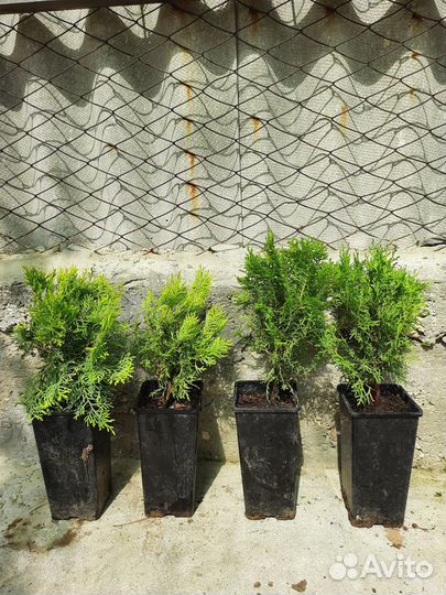 Кипарисы, туи, олеандры, можжевельники