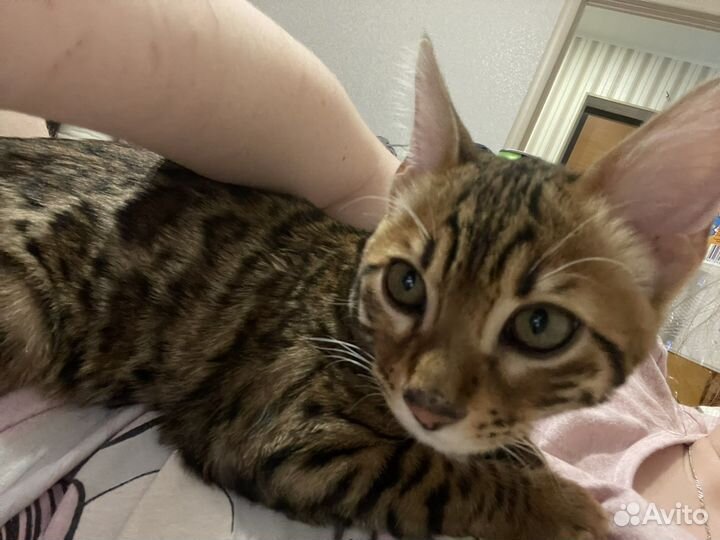 Передержка домашних животных