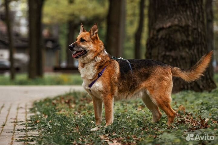 Метис овчарки в добрые руки