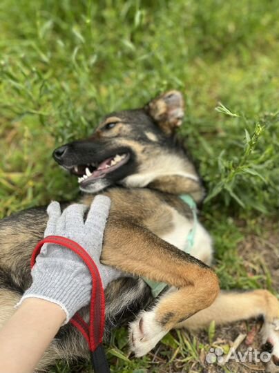 Собака Тишка малышка из приюта