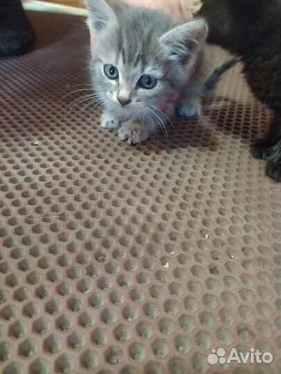 Кошка в дар