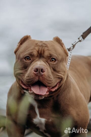 Американский булли вязка