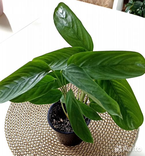 Маранта Ктенанта Калатея Комнатные растения Цветы