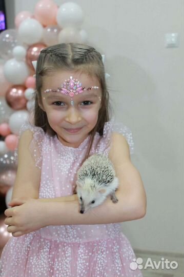 Аниматоры Шоу программы Квесты