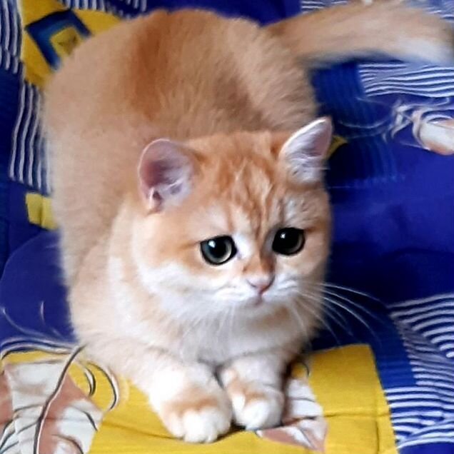 Британская короткошёрстная, взрослая кошка
